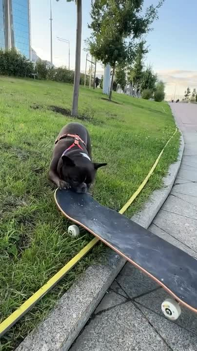 Baron the French bulldog leaning into his skateboard at a city curb